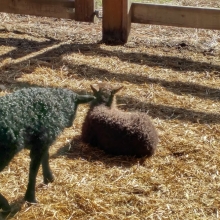 Rosie checking on her brother, Radagast!