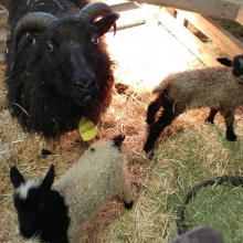 Tiny Rohan with mama Nina Negra and sister Slippers!