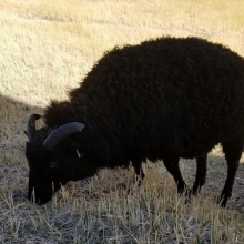 Beautiful black Rosie Cotton!