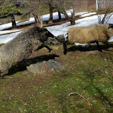 The wild boar (Garnet), chasing Rohan!