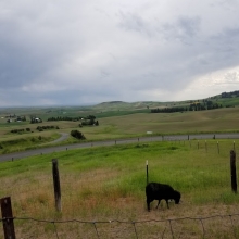 Little Sheep on the Palouse!