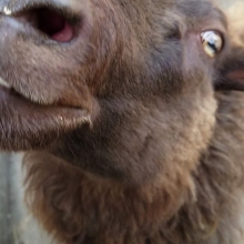 What handsome teefers you have, Radagast!