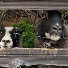 They are so adorable!