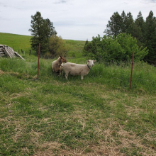 Deer and Freckles, getting used to their new home!