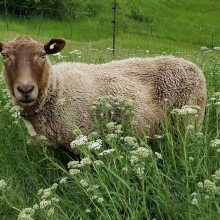 A lovely Deer among the flowers!