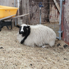 So round and fluffy!