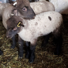 Elinor was chosen for her spots that reminded me of Panda Bear!