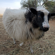 Such a little floof!