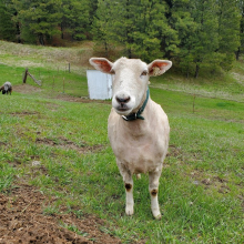 Sweet Freckles with her dirty knees!