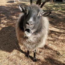 Whaddya mean you're all out of cookies, Mom??