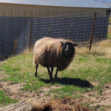 A very fluffy Janey!