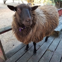 Yet another deck sheep!