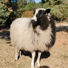 Absolutely stunning little girl!